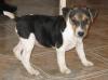 Jack Russel Welpen