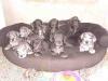 Deutsche Doggen Welpen suchen ab den 16.01.2011 ein neues Kuschelsofa