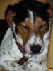Welpen,  Junge und alte Hunde sind auf der Suche......