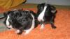 Meerschweinbabys abzugeben 