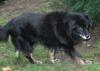 Olli - irrt herum,  wird gemobbt und weint - ein alter Hund,  dessen Gefährtin tot