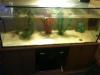 Aquarium 120x40x50 (240l) + Unterschrank + 2 AXOLOTL