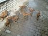 Rhodesian Ridgeback Welpen