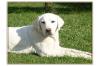 Schneeweiße Labrador Hündin
