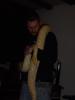 Albino Tigerpython weibchen 3, 30m /  NZ 04/ 2008