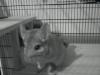 chinchilla zu verschenken