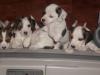 knuffige Beagle/ Jack Russel Welpen abzugeben