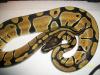 Python regius 1.0 Vanilla von 10.2010
