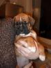 BOXER - WELPEN GEB. AM 6.12.2010
