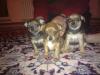 zwergpinscher welpen
