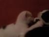 super süße katzenbabys abzugeben stubenrein 