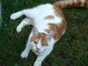 Rot/ Weisser super Kater , ca 15 mon...sucht