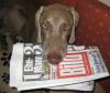 individuelle Hundeschule
