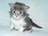 Maine Coon Babys