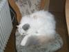 6 1/ 2 Jahre alte Perserkatze mit Stammbaum sucht neues zuhause