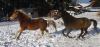 Sport Araber-Haflinger Wallach 4, 5j. mit E-Pass