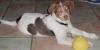 Neues Zuhause gesucht für unseren Buddy,  Labrador Australian Shepherd Mischlings