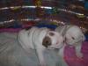 English Bulldog Welpen