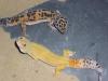 2 Leopardgeckos m&w mit Terrarium ExoTerra 90 x 45 x 60 cm /  36  x 18  x 24  (Wx