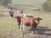 Colostrum Information