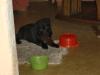 Labrador Welpen Schwarz