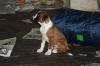 Boxerwelpe,  mit Papiere