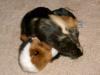 2 Meerschweinböckchen gegen kleinen Opulus