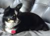 Kleine Süße Pomchi Hündin