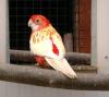 Prachtrosela Robino aus 2010