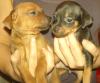 Zucker Süße Prager Rattler Welpen,  !Kleiner wie Pinscher!
