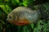 3 Rote Piranhas abzugeben