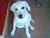 verkaufe meinen labrador Benny