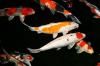 Fa.Fördefisch bietet Butterfly Koi-Japan Koi-Israel Koi günstig online an  / /  Sh