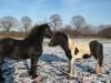 Irish Cob Hengst,  2 Jahre