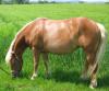 Haflinger Stute sucht Pflegerin