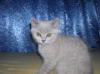 BKH-Babys,  lilac und lilac-tortie