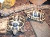 2 griechische Landschildkröten suchen ein Zuhause