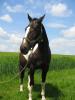 suche zuverlässige und liebenswerte reitbeteiligung für meine pito stute