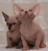 Kanadischer Sphynx 