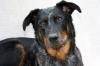 Beauceron Welpen harlekin und noir et feu Wurfplanung April 2011