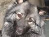 Haben läufige,  reinrassige Wolfspitzdame und suche passenden Rüden