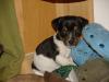 Ein Witzbold auf 4 Pfoten - das ist der Jack Russell Terrier