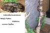Handzahme, liebevolle Königs-Python   Terrarium/ klein/ groß abzugeben