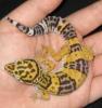Leopardgeckos abzugeben,  eigene Nachzucht 2010,  verschiedene Farbformen