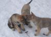 Tschechoslowakische Wolfshund Welpen