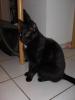 DRIGEND  Romeo sucht ein neues Zuhause