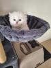 bkh kitten mit blau augen