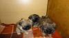 Pekinesen Babys