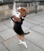 Adliger Beagle-Rüde sucht Freundin für gemeinsame Stunden