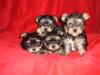 Yorkshire Terrier Welpen VDH/ 1.DYC zu verkaufen
